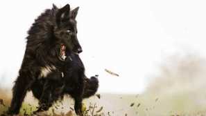 Grünendal: pasmina povijesti i pas